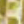Colour : Yellow Tall Flowers